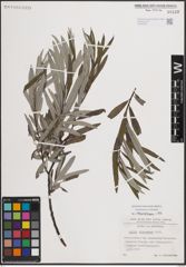 Foto von Salix eleagnos Scop.